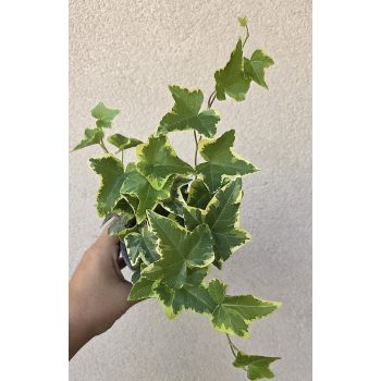 Hedera helix 'Goldchild' - Borostyán 9 cm