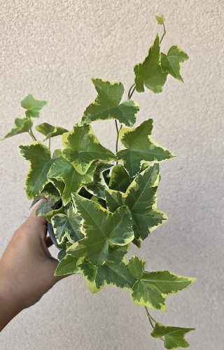 Hedera helix 'Goldchild' - Borostyán 9 cm