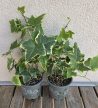 Hedera helix 'Goldchild' - Borostyán 9 cm