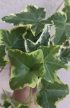 Hedera helix 'Goldchild' - Borostyán 9 cm