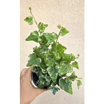 Hedera helix 'Kolibri' - Borostyán 9 cm