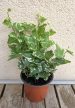 Hedera helix 'Kolibri' - Borostyán 9 cm