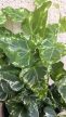 Hedera helix 'Kolibri' - Borostyán 9 cm