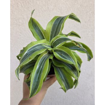 Ments meg! - Dracaena fragrans 'Lemon Lime' 12 cm