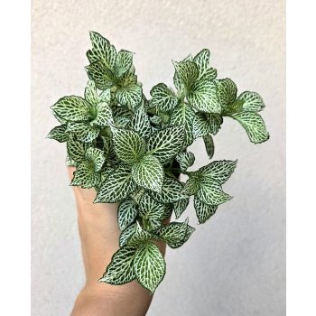 Fittonia 'Mosaic Shadow' - Hálóslevél 8.5 cm