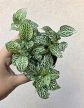Fittonia 'Mosaic Shadow' - Hálóslevél 8.5 cm