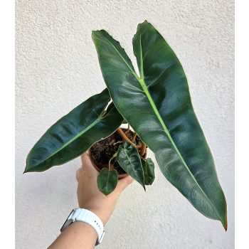 Philodendron araceae Atabapoense - 11 cm