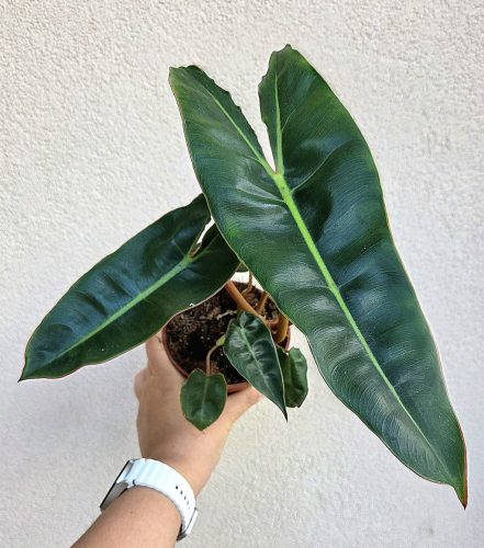 Philodendron araceae Atabapoense - 11 cm