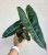 Philodendron araceae Atabapoense - 11 cm