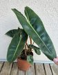 Philodendron araceae Atabapoense - 11 cm