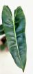 Philodendron araceae Atabapoense - 11 cm