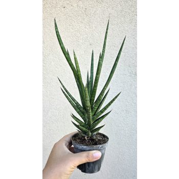 Sansevieria Fernwood 8.5 cm