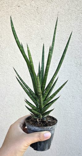 Sansevieria Fernwood 8.5 cm