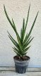 Sansevieria Fernwood 8.5 cm
