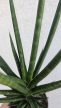 Sansevieria Fernwood 8.5 cm