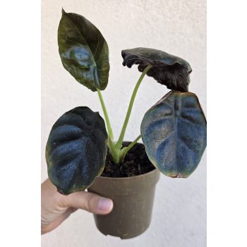 Ments meg! - Alocasia Black Magic 10 cm