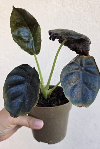 Ments meg! - Alocasia Black Magic 10 cm