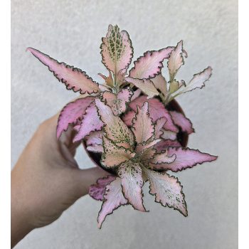 Fittonia Zalm Star
