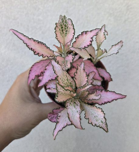 Fittonia Zalm Star