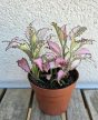 Fittonia Zalm Star