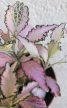 Fittonia Zalm Star