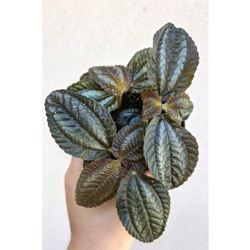 Pilea Norfolk 8.5 cm