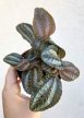 Pilea Norfolk 8.5 cm