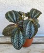 Pilea Norfolk 8.5 cm