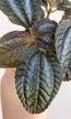 Pilea Norfolk 8.5 cm