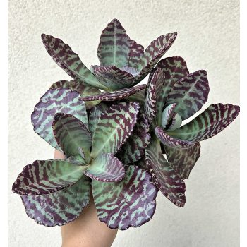 Kalanchoe humilis Desert Surprise 12 cm