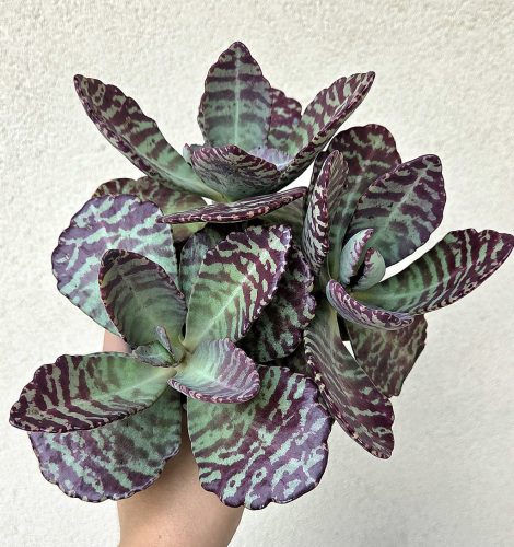 Kalanchoe humilis Desert Surprise 12 cm