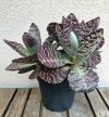 Kalanchoe humilis Desert Surprise 12 cm