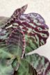 Kalanchoe humilis Desert Surprise 12 cm