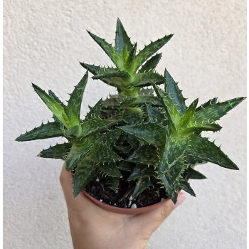 Aloe Squarrosa 12 cm