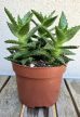 Aloe Squarrosa 12 cm