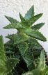 Aloe Squarrosa 12 cm