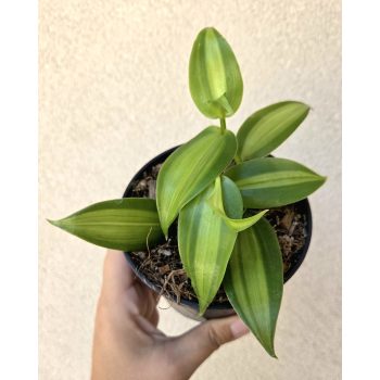 Vanilla planifolia 'Aurea' 10 cm