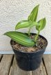Vanilla planifolia 'Aurea' 10 cm