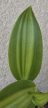 Vanilla planifolia 'Aurea' 10 cm