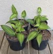 Vanilla planifolia 'Aurea' 10 cm