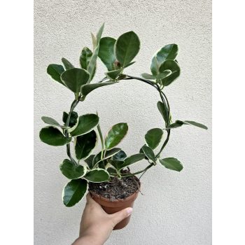 Hoya australis Blondie - Viaszvirág 12 cm