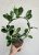 Hoya australis Blondie - Viaszvirág 12 cm