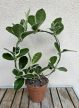 Hoya australis Blondie - Viaszvirág 12 cm