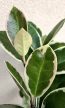 Hoya australis Blondie - Viaszvirág 12 cm