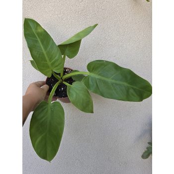 Philodendron Melinonii Gold
