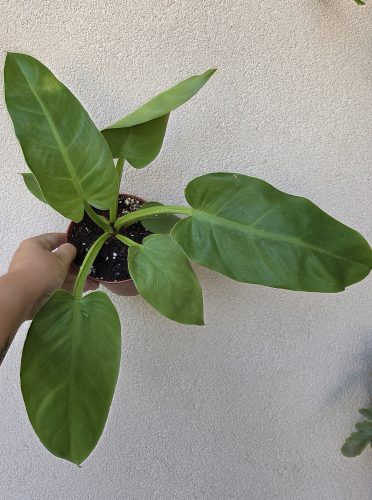 Philodendron Melinonii Gold