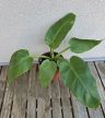 Philodendron Melinonii Gold