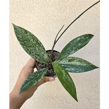 Hoya Pubicalyx 