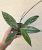 Hoya Pubicalyx 