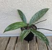 Hoya Pubicalyx 